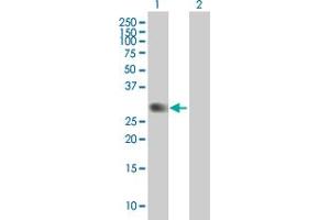 Western Blot analysis of PVRIG expression in transfected 293T cell line by PVRIG MaxPab polyclonal antibody. (PVRIG antibody  (AA 38-326))
