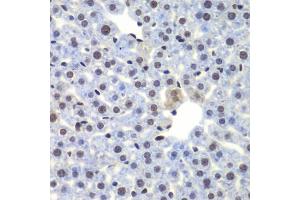 Immunohistochemistry of paraffin-embedded mouse liver using CEBPG antibody (ABIN5974381) at dilution of 1/100 (40x lens). (CEBPG antibody)
