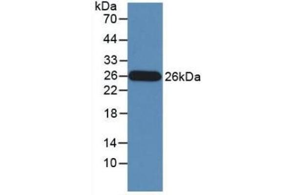 GZMM antibody  (AA 26-257)