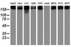 Image no. 2 for anti-Ubiquitin Specific Peptidase 9, X-Linked (USP9X) (AA 2246-2570) antibody (ABIN1491229) (USP9X antibody  (AA 2246-2570))