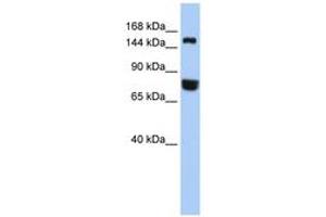 Image no. 1 for anti-Early Endosome Antigen 1 (EEA1) (AA 1188-1237) antibody (ABIN6744246)