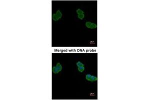 ICC/IF Image Immunofluorescence analysis of paraformaldehyde-fixed A431, using Aminoacylase-1, antibody at 1:200 dilution. (Aminoacylase 1 antibody)