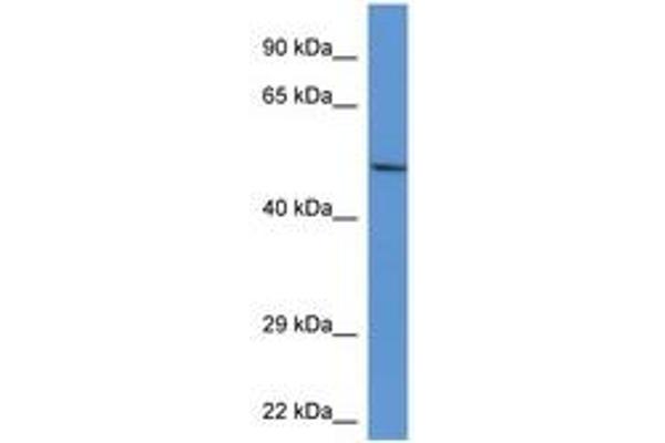 ACP2 antibody  (AA 80-129)