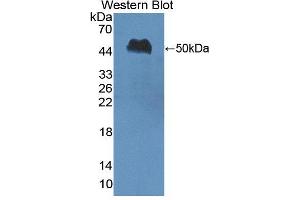 Figure. (Nucleobindin 1 antibody  (AA 26-413))