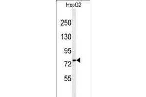 Western blot analysis of YMEL1 Antibody (N-term) (ABIN651076 and ABIN2840062) in HepG2 cell line lysates (35 μg/lane). (YME1L1 antibody  (N-Term))