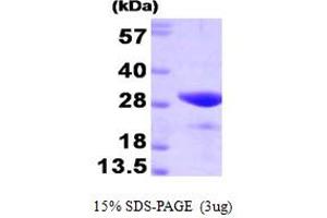 SDS-PAGE (SDS) image for FK506 Binding Protein 3, 25kDa (FKBP3) (AA 1-224) protein (ABIN666953) (FKBP3 Protein (AA 1-224))