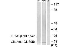 Western blot analysis of extracts from 293 cells treated with etoposide (25uM, 1hour) and A549 cells treated with etoposide (25uM, 1hour), using ITGA5 (light chain, Cleaved-Glu895) antibody. (ITGA5 antibody  (Cleaved-Glu895))