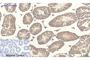 Immunohistochemical analysis of paraffin-embedded mouse testis tissue.