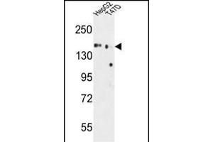 GLG1 Antibody (C-term) (ABIN653796 and ABIN2843078) western blot analysis in HepG2,T47D cell line lysates (35 μg/lane). (GLG1 antibody  (C-Term))