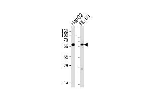 Western blot analysis of lysates from HepG2,HL-60 cell line (from left to right),using FANCC Antibody . (FANCC antibody  (C-Term))