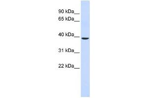 Western Blotting (WB) image for anti-Chromosome 2 Open Reading Frame 60 (C2orf60) antibody (ABIN2459471) (C2orf60 antibody)