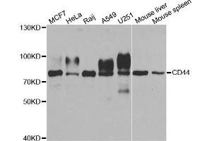 Western blot analysis of extracts of various cell lines, using CD44 antibody. (CD44 antibody)