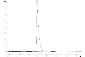 The purity of Human Glypican 1 is greater than 95 % as determined by SEC-HPLC. (GPC1 Protein (AA 24-530) (His tag))