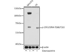 Western blot analysis of extracts of various cell lines, using Phospho-STK3/STK4-T180/T183 Rabbit pAb (ABIN7270599) at 1:1000 dilution. (STK3,STK4 (pThr180), (pThr183) antibody)