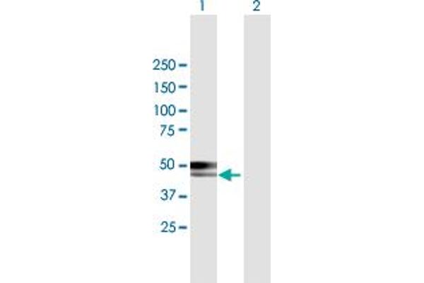 CABYR antibody  (AA 1-379)