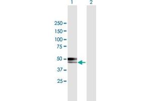 Western Blot analysis of CABYR expression in transfected 293T cell line by CABYR MaxPab polyclonal antibody. (CABYR antibody  (AA 1-379))