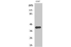 Western Blotting (WB) image for anti-V-Crk Sarcoma Virus CT10 Oncogene Homolog (Avian) (CRK) (pTyr221) antibody (ABIN3179588) (Crk antibody  (pTyr221))