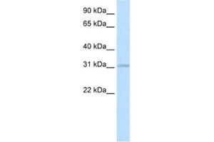 Western Blotting (WB) image for anti-Homeobox D3 (HOXD3) antibody (ABIN2461470) (HOXD3 antibody)