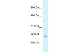 WB Suggested Anti-Rbm3 Antibody   Titration: 1.