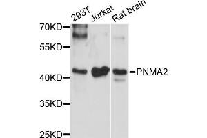 Western blot analysis of extracts of various cell lines, using PNMA2 antibody (ABIN5972506) at 1:3000 dilution. (PNMA2 antibody)