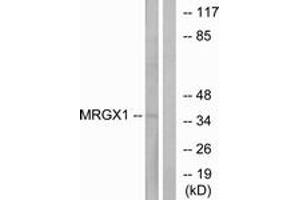 Western Blotting (WB) image for anti-MAS-Related GPR, Member X1 (MRGPRX1) (AA 271-320) antibody (ABIN2890899) (MRGPRX1 antibody  (AA 271-320))