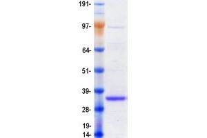 Validation with Western Blot (EMC10 Protein (Myc-DYKDDDDK Tag))