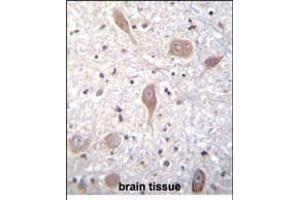 VSGP/F-spondin Antibody (N-term) (ABIN656347 and ABIN2845646) immunohistochemistry analysis in formalin fixed and paraffin embedded human brain tissue followed by peroxidase conjugation of the secondary antibody and DAB staining. (SPON1 antibody  (N-Term))