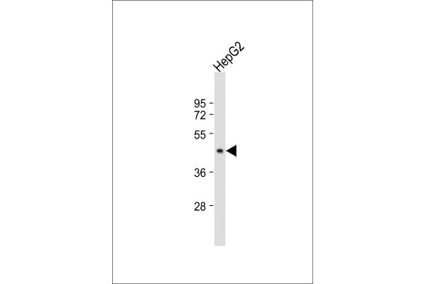 G6PC antibody  (AA 123-149)