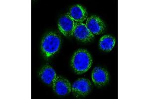 Immunofluorescence (IF) image for anti-Erythropoietin Receptor (EPOR) antibody (ABIN5018506) (EPOR antibody)