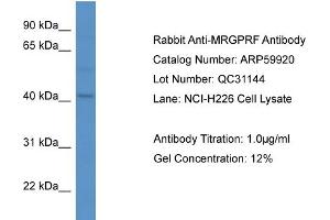 Western Blotting (WB) image for anti-MAS-Related GPR, Member F (Mrgprf) (C-Term) antibody (ABIN2788261) (Mrgprf antibody  (C-Term))