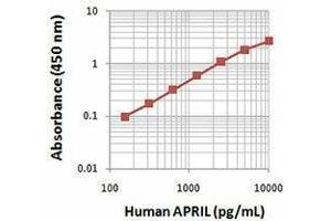 ELISA image for Tumor Necrosis Factor (Ligand) Superfamily, Member 13 (TNFSF13) (AA 105-250), (N-Term) protein (ABIN2667376) (TNFSF13 Protein (AA 105-250, N-Term))