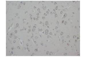 Immunohistochemical analysis of Paraffin-Embedded Rat Tissue Brain Sections using GAP43 antibody (GAP43 antibody  (C-Term))
