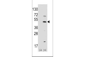 Western blot analysis of ATOH1 (arrow) using rabbit polyclonal ATOH1 Antibody (C-term) (ABIN389150 and ABIN2839319). (ATOH1 antibody  (C-Term))