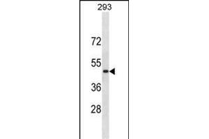 RN Antibody (C-term) (ABIN1881754 and ABIN2838366) western blot analysis in 293 cell line lysates (35 μg/lane). (RNF135 antibody  (C-Term))