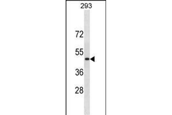RNF135 antibody  (C-Term)