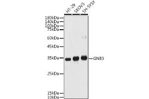 Western blot analysis of extracts of various cell lines, using GNB3 antibody (ABIN1680055, ABIN3015467, ABIN3015468 and ABIN6218020) at 1:1000 dilution. (GNB3 antibody  (AA 1-230))