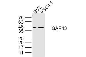 Lane 1: BV2 Cell lysates; Lane 2: VSC4. (GAP43 antibody)