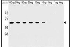 Western blot analysis of anti-H1L Mab (SG071115B) in recombinant pGEX-H1L protein. (Tyr/ser Protein Phosphatase antibody)