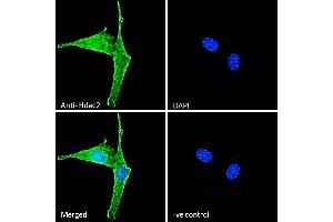 (ABIN6391348) Immunofluorescence analysis of paraformaldehyde fixed NIH3T3 cells, permeabilized with 0. (HDAC2 antibody  (Internal Region))