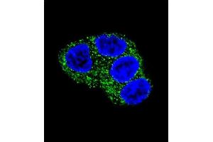 Confocal immunofluorescent analysis of UGT1A1 Antibody (N-term) (ABIN657870 and ABIN2846826) with HepG2 cell followed by Alexa Fluor 488-conjugated goat anti-rabbit lgG (green). (UGT1A1 antibody  (N-Term))