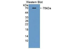 Western Blotting (WB) image for anti-CD5 Molecule-Like (CD5L) (AA 22-352) antibody (ABIN3202376) (CD5L antibody  (AA 22-352))