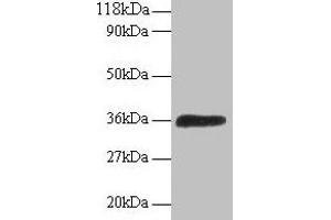 Western blot All lanes: ATP6V1E1 antibody at 2 μg/mL + 293T whole cell lysate Secondary Goat polyclonal to rabbit IgG at 1/15000 dilution Predicted band size: 27, 24, 23 kDa Observed band size: 36 kDa (ATP6V1E1 antibody  (AA 2-224))
