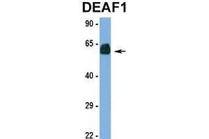 Hum. (DEAF1 antibody  (N-Term))