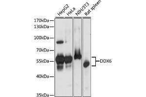 Western blot analysis of extracts of various cell lines, using DDX6 antibody (ABIN7266704) at 1:1000 dilution. (DDX6 antibody  (C-Term))