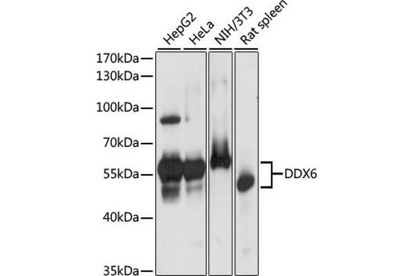 DDX6 antibody  (C-Term)
