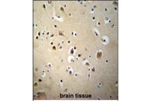 SIAH2 Antibody (Center) (ABIN652059 and ABIN2840527) immunohistochemistry analysis in formalin fixed and paraffin embedded human brain tissue followed by peroxidase conjugation of the secondary antibody and DAB staining. (SIAH2 antibody  (AA 216-244))