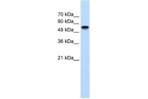 WB Suggested Anti-NR1H2 Antibody Titration:  1. (NR1H2 antibody  (N-Term))