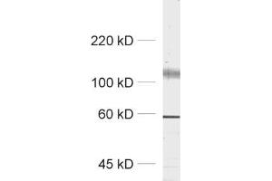 Western Blotting (WB) image for anti-Potassium Voltage-Gated Channel, Shab-Related Subfamily, Member 2 (KCNB2) (AA 859-873) antibody (ABIN1742476)