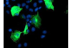 Anti-CCM2 mouse monoclonal antibody (ABIN2454927) immunofluorescent staining of COS7 cells transiently transfected by pCMV6-ENTRY CCM2 (RC201418). (CCM2 antibody)