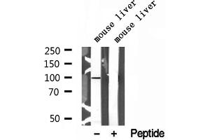 Western blot analysis of extracts of mouse liver tissue, using AGGF1 antibody. (AGGF1 antibody  (Internal Region))